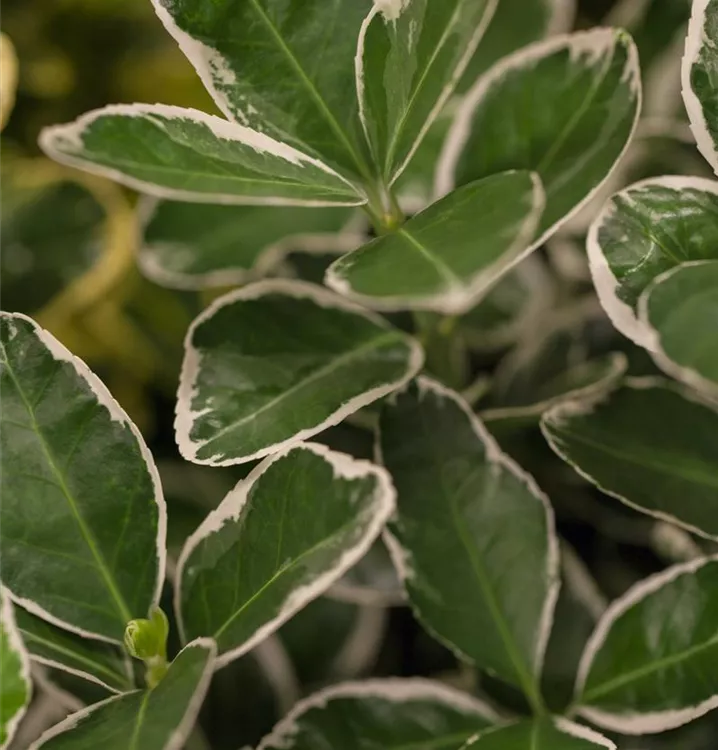 Euonymus japonicus 'Kathy'