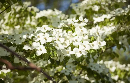 Cornus florida