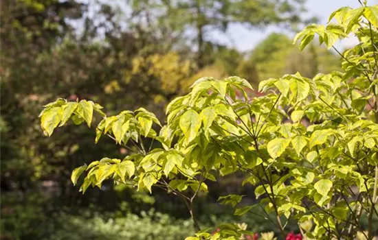 Cornus florida 'Rainbow'