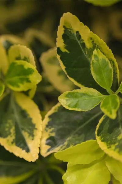 Euonymus japonicus 'Marieke'