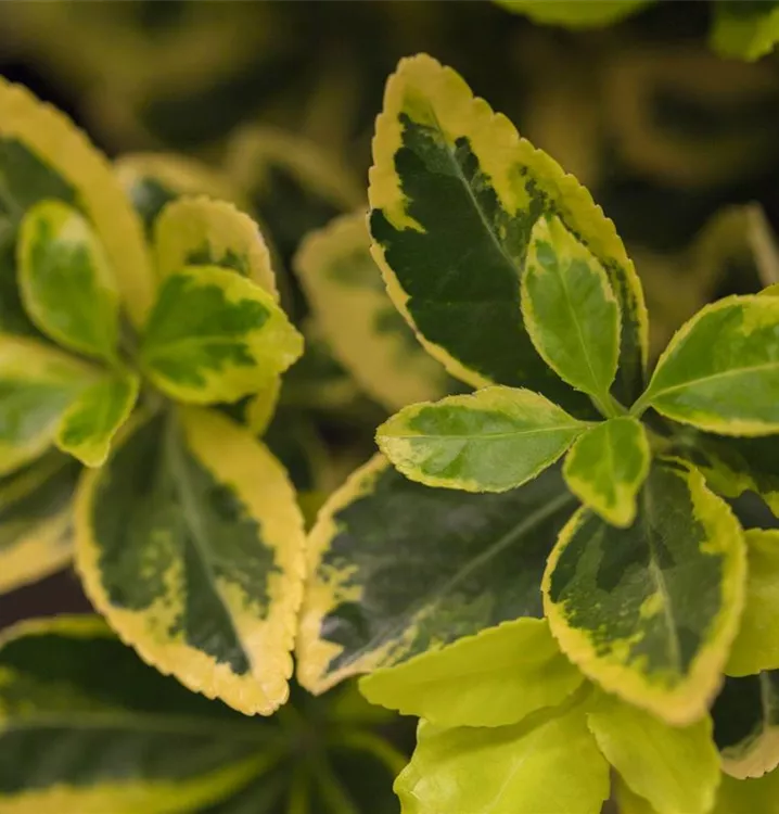 Euonymus japonicus 'Marieke'