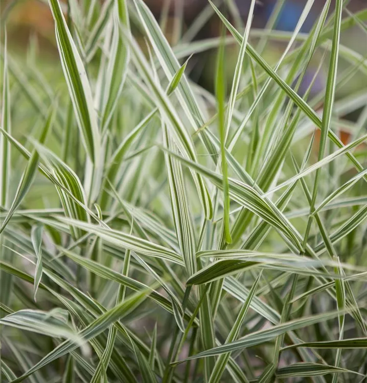 Phalaris arundinacea 'Feesey'