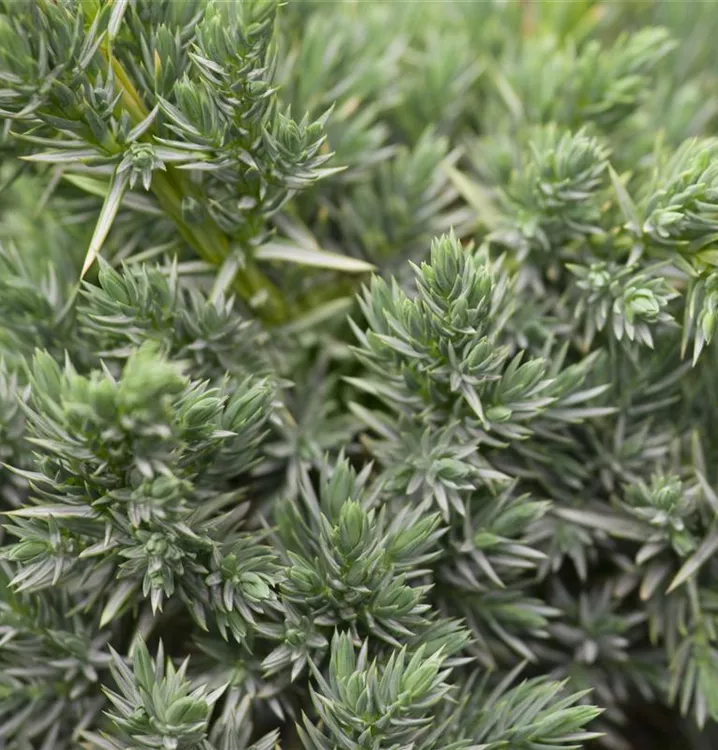 Juniperus squamata 'Meyeri'