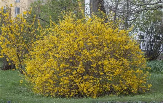 Forsythia intermedia 'Spectabilis'