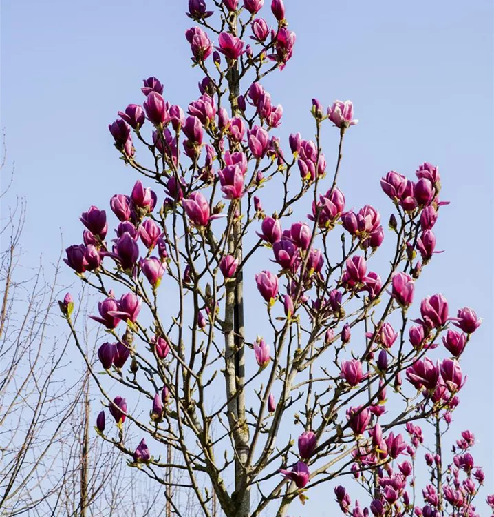 Magnolia 'Cleopatra'