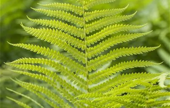 Polystichum aculeatum