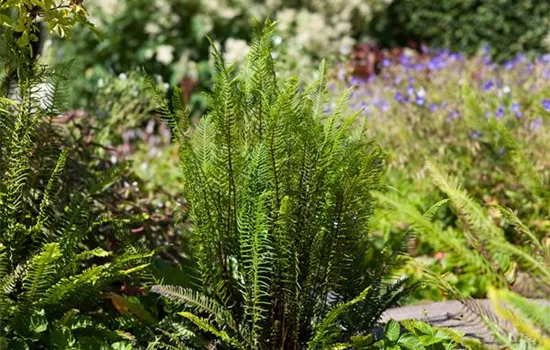 Blechnum spicant