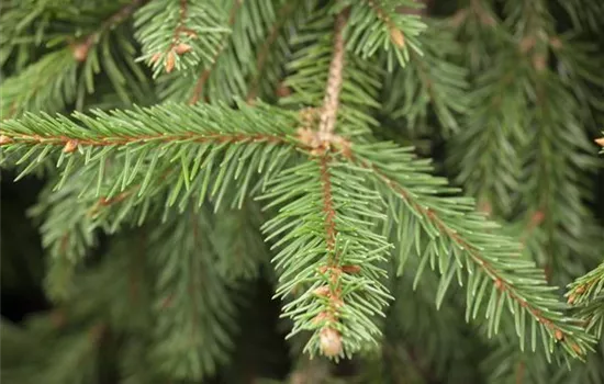 Picea abies 'Acrocona'