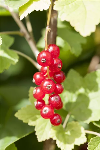 Ribes rubrum 'Rotet'