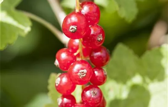 Ribes rubrum 'Rotet'