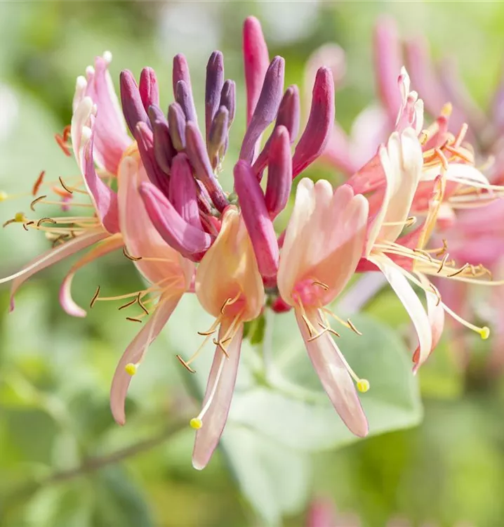 Lonicera periclymenum 'Serotina'