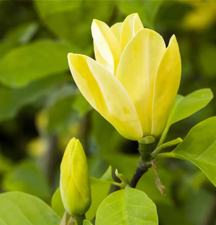 Magnolia brooklynensis 'Yellow Bird'