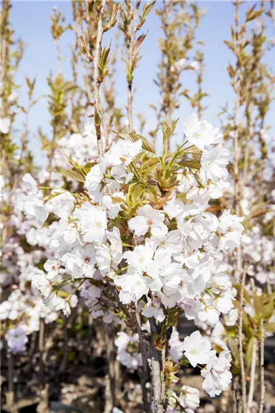 Prunus serrulata 'Amanogawa' 