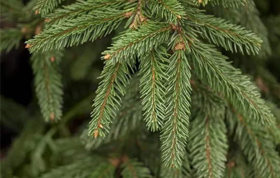 Picea abies 'Inversa'