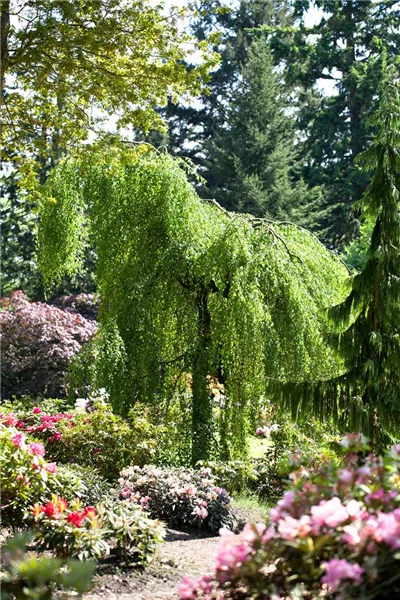 Betula pendula 'Youngii'