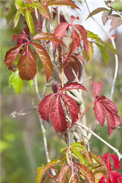 Parthenocissus quinquefolia 'Engelmannii'