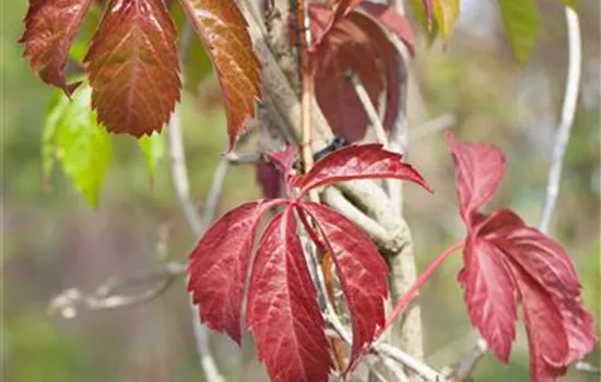 Parthenocissus quinquefolia 'Engelmannii'