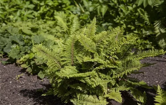 Polystichum setiferum