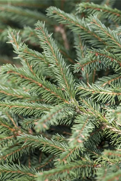 Picea abies 'Nidiformis'