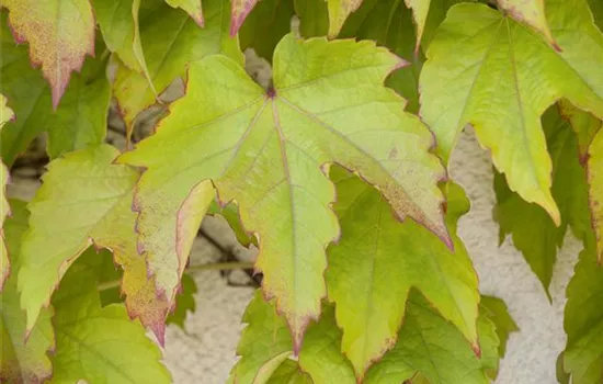 Parthenocissus tric.'Green Spring'