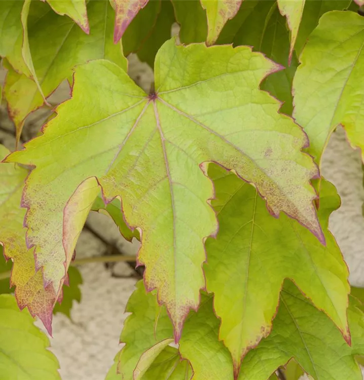 Parthenocissus tric.'Green Spring'