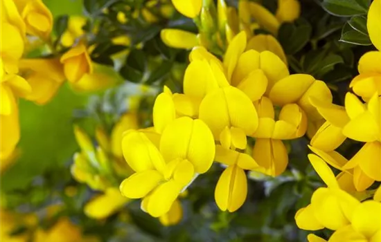 Genista tinctoria 'Royal Gold'