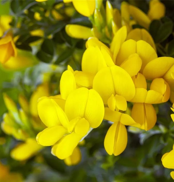 Genista tinctoria 'Royal Gold'