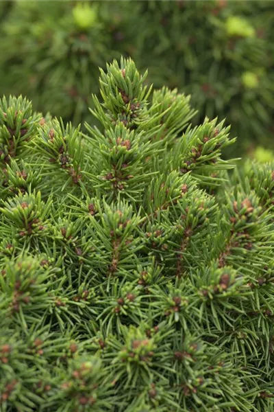 Picea glauca 'Alberta Globe'