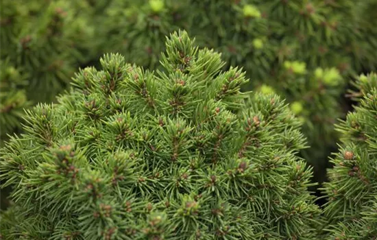 Picea glauca 'Alberta Globe'