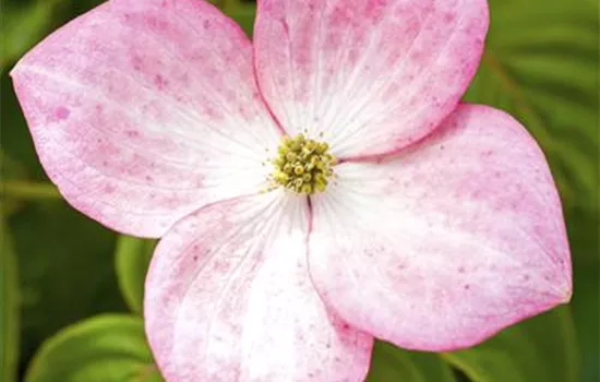 Cornus kousa 'Copacabana'