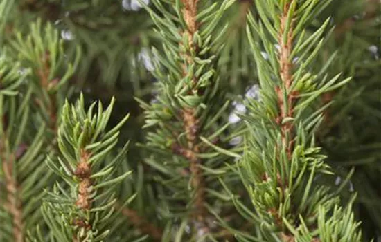 Picea glauca 'Zuckerhut'