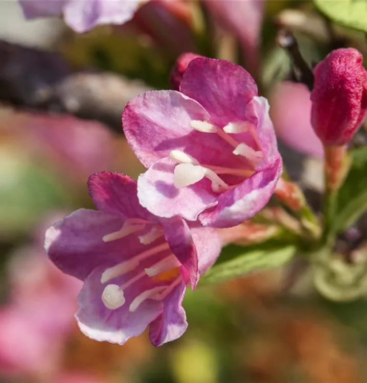 Weigela 'Styriaca'