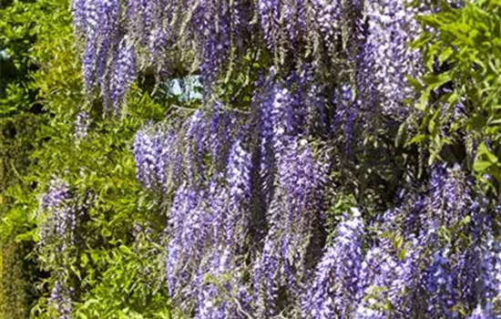 Wisteria floribunda 'Macrobotrys'