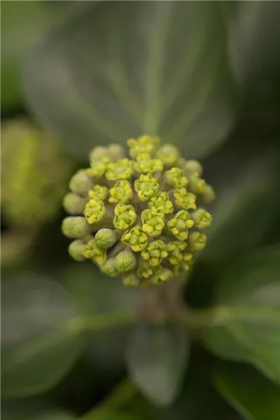 Hedera helix 'Arborescens'