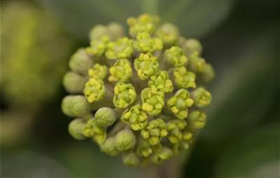 Hedera helix 'Arborescens'