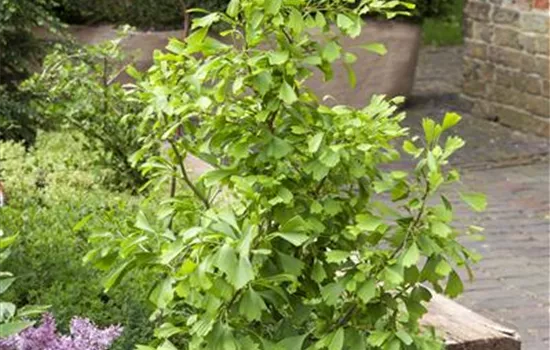 Ginkgo biloba 'Saratoga'