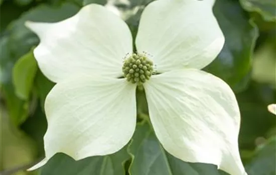 Cornus kousa 'Venus'