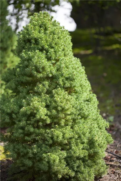 Picea glauca 'Laurin'