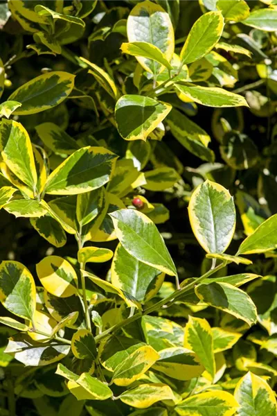 Ilex aquif.'Golden van Tol'