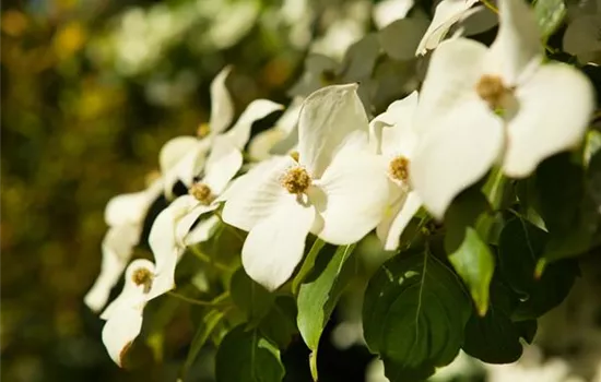 Cornus kousa chinensis