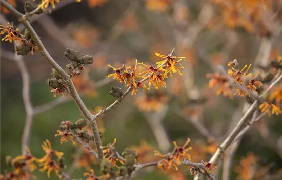 Hamamelis interm.'Aphrodite'