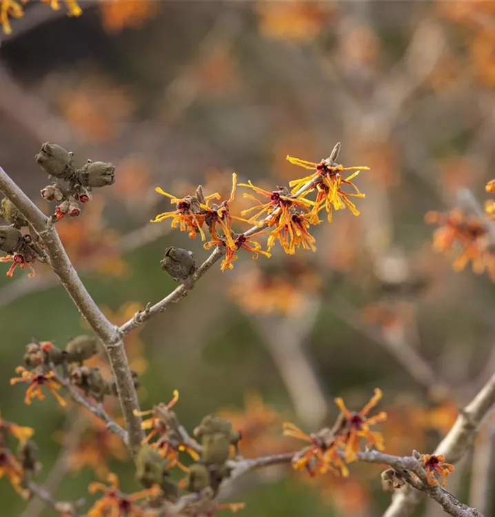 Hamamelis interm.'Aphrodite'