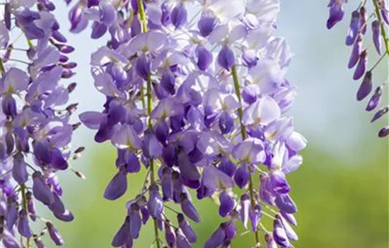 Wisteria sinensis