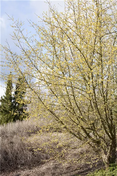 Cornus mas