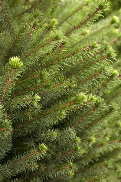 Picea omorika