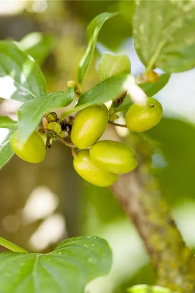 Cornus mas 'Jolico'