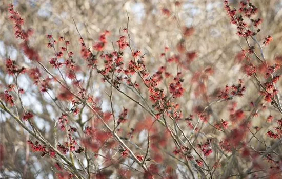 Hamamelis interm.'Diane'