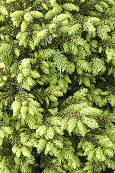 Picea omorika 'Nana'