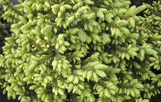 Picea omorika 'Nana'