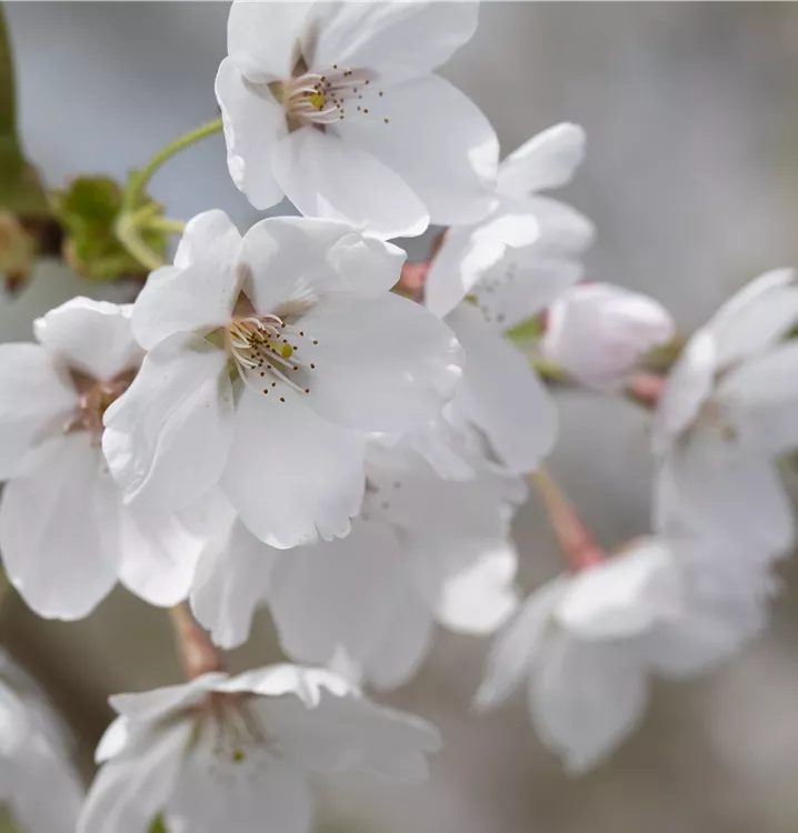 Prunus yedoensis 'Snow Fountains'